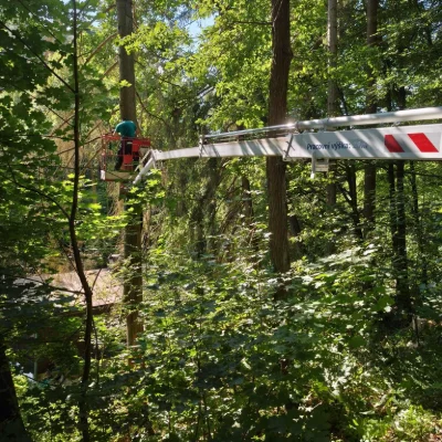 Ořezy a kácení stromů